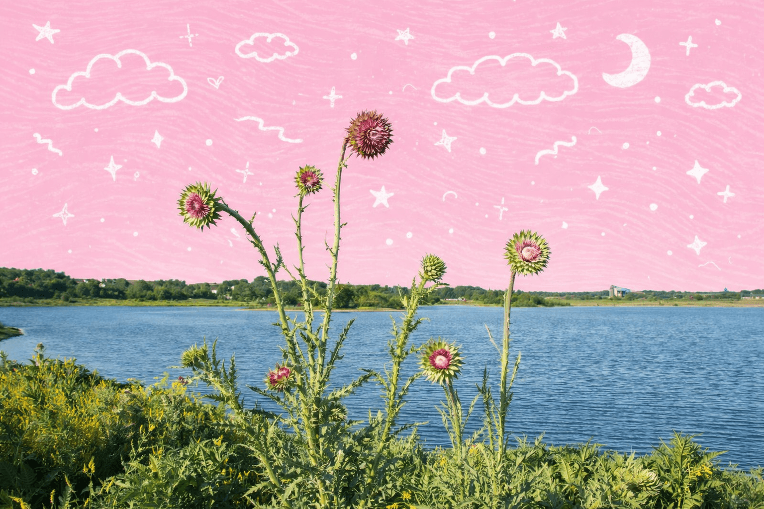 Thistle plants blooming by a lake in Bolingbrook, IL under a clear blue sky.