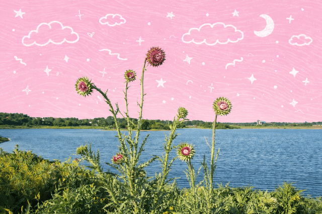 Thistle plants blooming by a lake in Bolingbrook, IL under a clear blue sky.